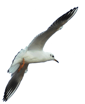 Transparent Seagulls Flying Png - European Herring Gull, Png Download PNG image with transparent background
