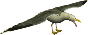Seagull Clipart - Png Seagull, Transparent Png PNG image with transparent background