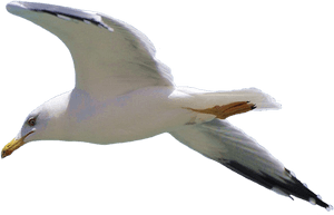 Transparent Background Seagull Png, Png Download PNG image with transparent background