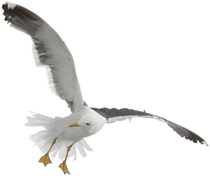 Seagull Fly Gull Free Picture - Flying Seagull Transparent Background, HD Png Download PNG image with transparent background
