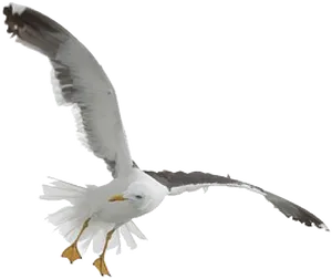 Soaring Seagullin Flight PNG Image