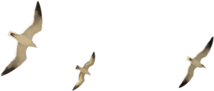 Flying Seagull Png - Transparent Background Seagulls Png, Png Download PNG image with transparent background