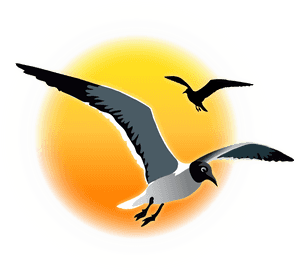 Seagull Sunset Clipart, HD Png Download PNG image with transparent background