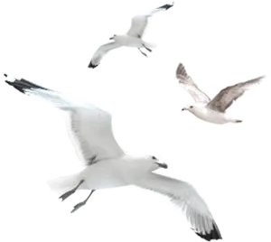 Soaring_ Seagulls_ Trio PNG Image