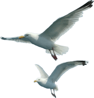 European Herring Gull - Gulls, HD Png Download PNG image with transparent background