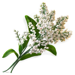 Soft Baby's Breath Background Png 49 PNG Image