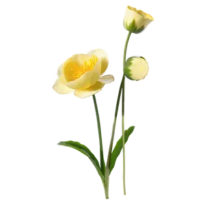 Soft Buttercup Png 06252024 PNG Image