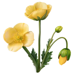 Soft Buttercup Png 06252024 PNG Image