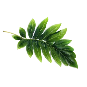 Soft Green Leaves Png 13 PNG Image