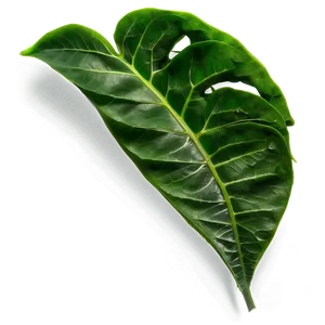 Soft Green Leaves Png 22 PNG Image