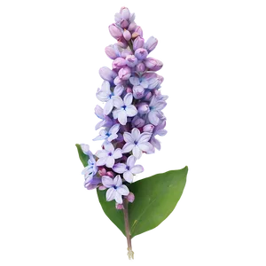 Soft Lilac Png 66 PNG Image