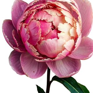 Soft Peony Bloom Png 06252024 PNG Image