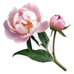 Soft Pink Peony Png Bvi PNG Image