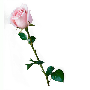 Soft Pink Rose PNG 14 PNG image with transparent background
