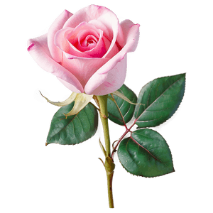 Soft Pink Rose PNG rag94 PNG image with transparent background