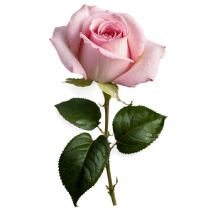 Soft Pink Rose PNG rcb76 PNG image with transparent background