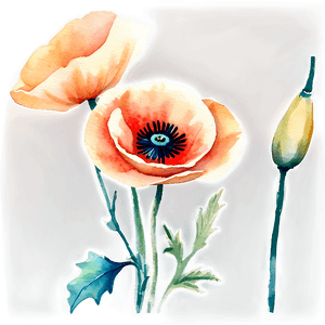 Soft Poppy Watercolor PNG 50 PNG image with transparent background