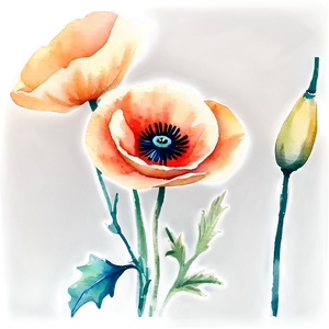 Soft Poppy Watercolor Png 50 PNG Image