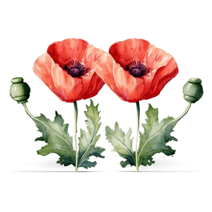Soft Poppy Watercolor PNG 62 PNG image with transparent background