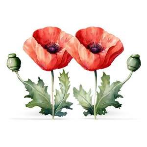 Soft Poppy Watercolor Png 62 PNG Image