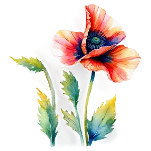 Soft Poppy Watercolor Png Siv62 PNG Image