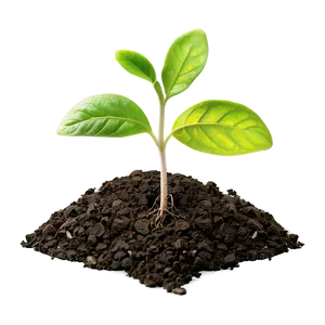 Soil Sprout Png 70 PNG Image