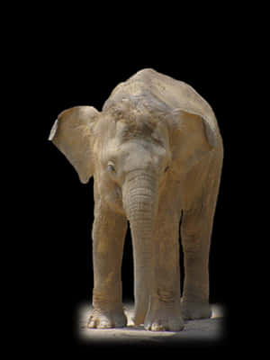 Solitary Elephant Black Background PNG image with transparent background