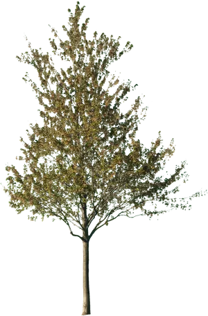 Solitary Tree Against Night Sky PNG Image