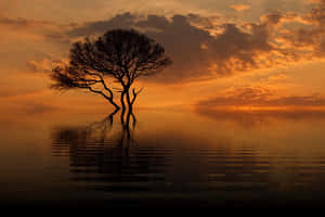 Solitary Treeat Sunset Reflection PNG image with transparent background