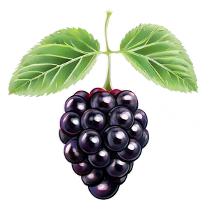 Sour Blackberry Fruit Png Snr67 PNG Image