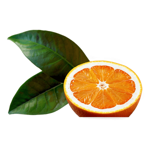Sour Orange Fruit PNG 06252024 PNG