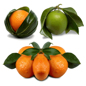 Sour Orange Fruit PNG oyy PNG