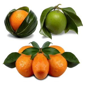 Sour Orange Fruit Png Oyy PNG Image