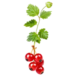 Sour Red Currant Png Ene29 PNG Image