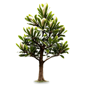 Southern Magnolia Tree PNG uye9 PNG