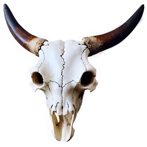 Southwestern Longhorn Skull Art Png 06292024 PNG Image