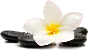 Spa Concept Zen Stonesand Frangipani PNG Image