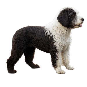 Spanish Water Dog PNG 74 PNG with transparent background