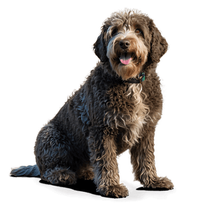 Spanish Water Dog PNG 88 PNG with transparent background