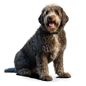 Spanish Water Dog Png 88 PNG Image