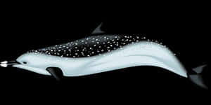 Sparkling Dolphin Illustration PNG image with transparent background