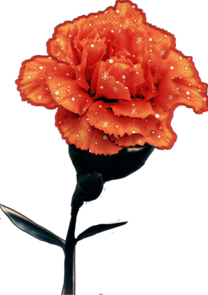 #red #flower #carnation - Rose, HD Png Download PNG image with transparent background