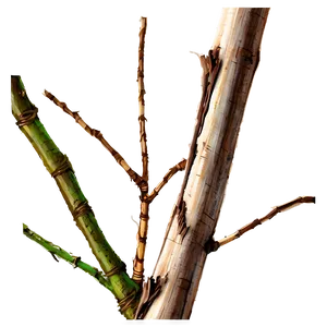 Sparkling Twig Png 06132024 PNG Image