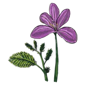 Sparse Floral Drawing Png Ccc PNG Image