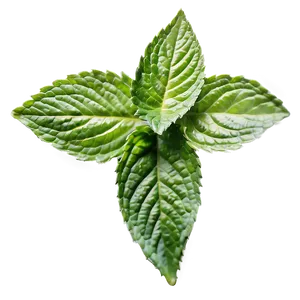 Spearmint Leaves Png 81 PNG Image