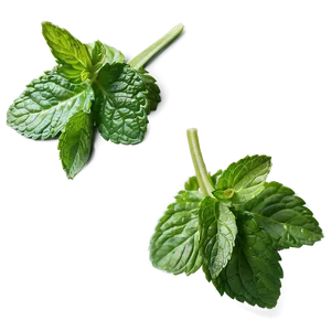 Spearmint Leaves Png Dqa PNG Image