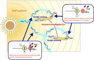 Sperm Chemotaxisand Calcium Regulation Illustration PNG Image