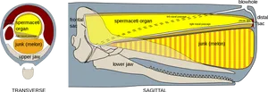 Sperm_ Whale_ Head_ Anatomy PNG Image