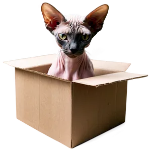 Sphynx Cat In A Box Png 06292024 PNG Image