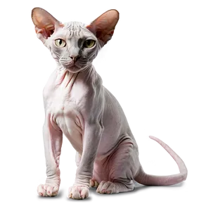 Sphynx Cat On Safari Adventure Png Smk39 PNG Image